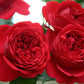 Rosenheim Rose Seedlings Flower Seeds Perennial Growing Bonsai Corms Tubers Potted Planting Reblooming Fragrant Garden Roots Rhizomes Species Blooms Plant Bulbs Gardening Tree