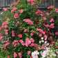 Sweatheart Rose Seedlings Flower Seeds Perennial Growing Bonsai Corms Tubers Potted Planting Reblooming Fragrant Garden Roots Rhizomes Species Blooms Plant Bulbs Gardening Tree