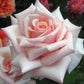 Barbados Rose Seedlings Flower Seeds Perennial Growing Bonsai Corms Tubers Potted Planting Reblooming Fragrant Garden Roots Rhizomes Species Blooms Plant Bulbs Gardening Tree