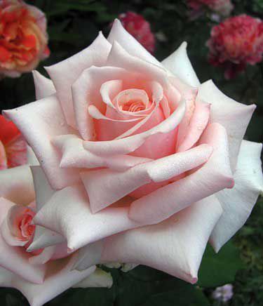 Barbados Rose Seedlings Flower Seeds Perennial Growing Bonsai Corms Tubers Potted Planting Reblooming Fragrant Garden Roots Rhizomes Species Blooms Plant Bulbs Gardening Tree