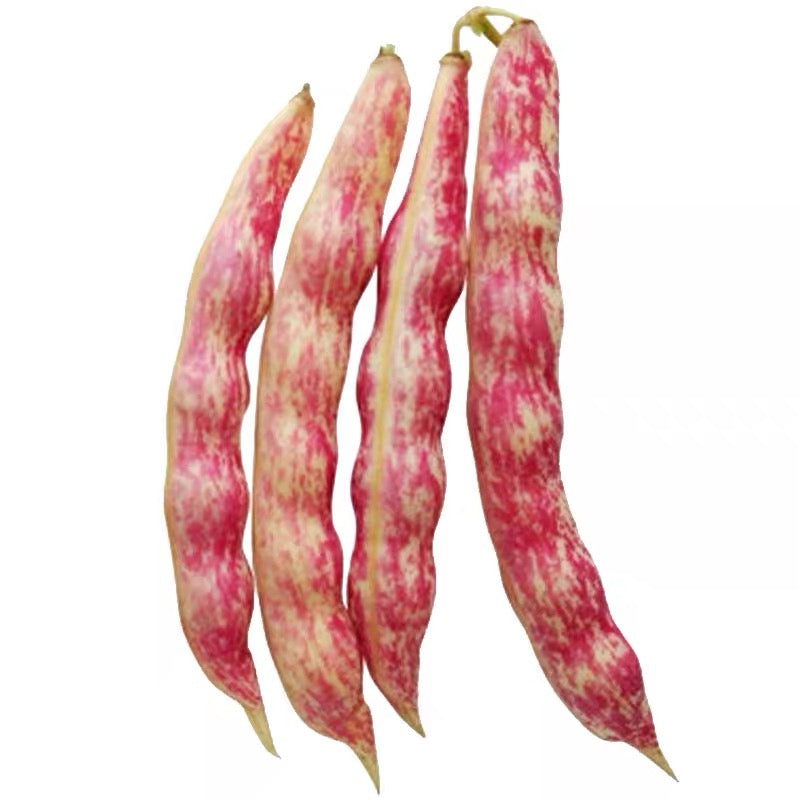 Purple Beans Seeds Purple Green Beans - Seeds - Non Gmo - Heirloom Seeds