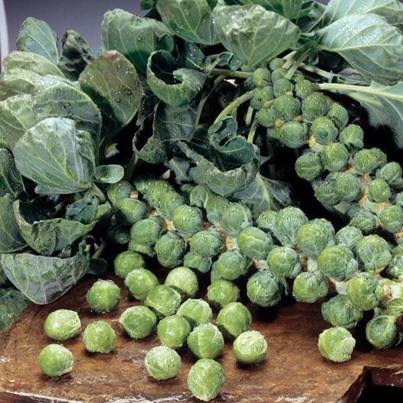 Brussels Sprouts Marte F1