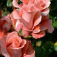 Salmon Rose Seedlings Flower Seeds Perennial Growing Bonsai Corms Tubers Potted Planting Reblooming Fragrant Garden Roots Rhizomes Species Blooms Plant Bulbs Gardening Tree