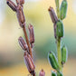 Herb, Sesame