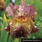 Tie-Dye Iris Collection Groovy Patterns  Reblooming Bearded Fragrant Flowers Bonsai Easy Grow Spring Blooming