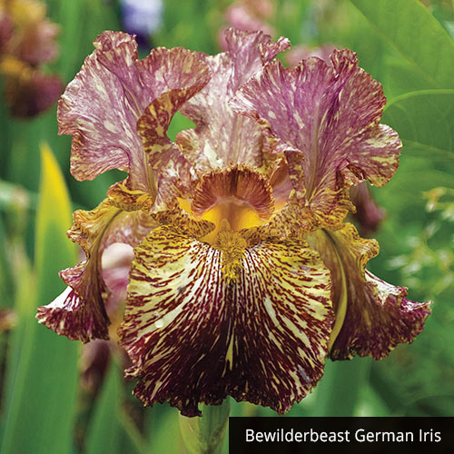 Tie-Dye Iris Collection Groovy Patterns  Reblooming Bearded Fragrant Flowers Bonsai Easy Grow Spring Blooming