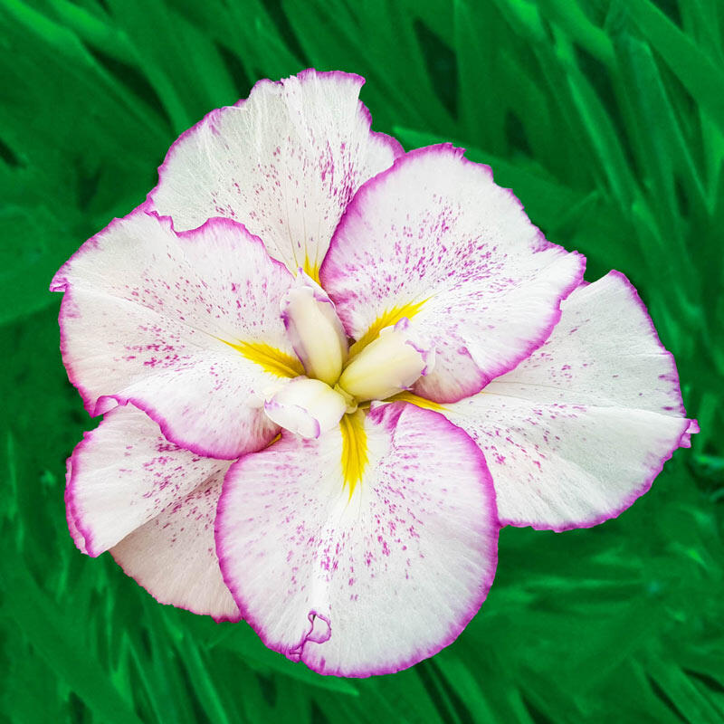Breck's Dinner Plate Japanese Iris Collection Iris Species Growing Bonsai Bulbs Roots Rhizomes Corms Tubers Potted Planting Reblooming Fragrant Garden Flower Seeds Plant