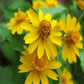 Melampodium paludosum Seeds, Garden bonsai Flower seeds, high temperature resistance