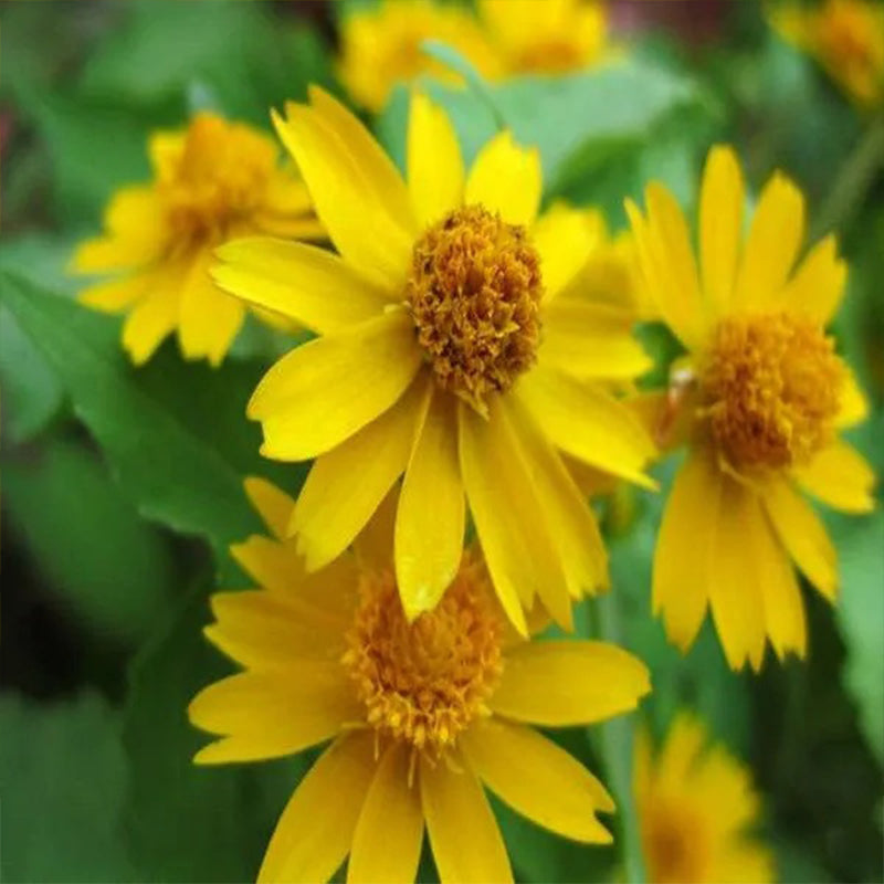 Melampodium paludosum Seeds, Garden bonsai Flower seeds, high temperature resistance