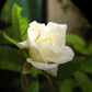 White Rose Seedlings Flower Seeds Perennial Growing Bonsai Corms Tubers Potted Planting Reblooming Fragrant Garden Roots Rhizomes Species Blooms Plant Bulbs Gardening Tree
