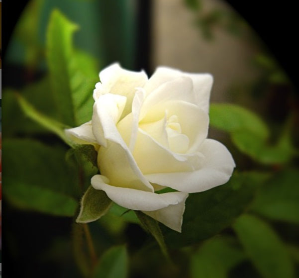 White Rose Seedlings Flower Seeds Perennial Growing Bonsai Corms Tubers Potted Planting Reblooming Fragrant Garden Roots Rhizomes Species Blooms Plant Bulbs Gardening Tree