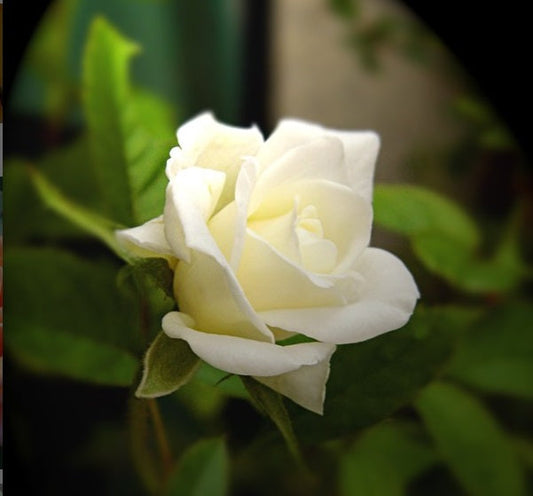White Rose Seedlings Flower Seeds Perennial Growing Bonsai Corms Tubers Potted Planting Reblooming Fragrant Garden Roots Rhizomes Species Blooms Plant Bulbs Gardening Tree