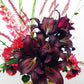 Firebolt Oriental Hybrid Lily Blooms Species Growing Bonsai Bulbs Roots Rhizomes Corms Tubers Potted Planting Reblooming Fragrant Garden Flower Seeds Plant