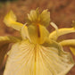 Bearded Iris Species Growing In Roadside Ditch In The City of Grants Pass In Josephine County In Oregon Garden Flower Seeds Plant