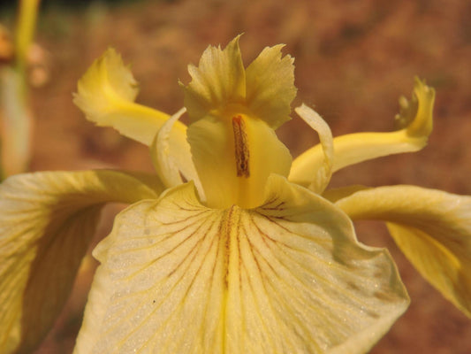 Bearded Iris Species Growing In Roadside Ditch In The City of Grants Pass In Josephine County In Oregon Garden Flower Seeds Plant