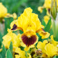 Ultimate Miniature Bearded Iris Iris species Growing Bonsai Bulbs Roots Rhizomes Corms Tubers Potted Planting Reblooming Fragrant Garden Flower Seeds Plant