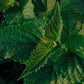 Korean Licorice Mint