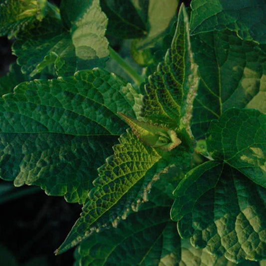 Korean Licorice Mint