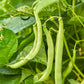 Bean, Bush, Blue Lake 274