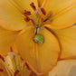 Swansea Easter Asiatic Lily Blooms Species Growing Bonsai Bulbs Roots Rhizomes Corms Tubers Potted Planting Reblooming Fragrant Garden Flower Seeds Plant
