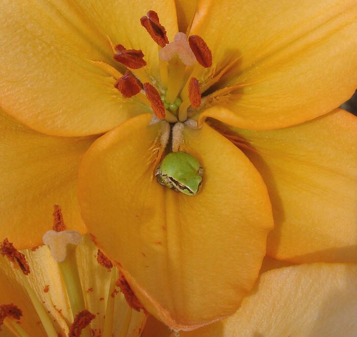 Swansea Easter Asiatic Lily Blooms Species Growing Bonsai Bulbs Roots Rhizomes Corms Tubers Potted Planting Reblooming Fragrant Garden Flower Seeds Plant