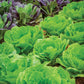 Cabbage Seeds Napa Barrel Head Hybrid