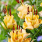 Apricot Fudge Lily Species Growing Bonsai Bulbs Roots Rhizomes Corms Tubers Potted Planting Reblooming Fragrant Garden Flower Seeds Plant