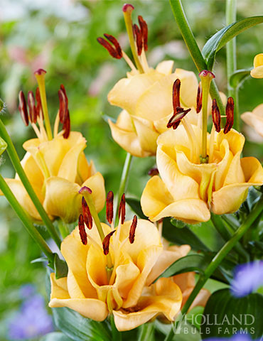 Apricot Fudge Lily Species Growing Bonsai Bulbs Roots Rhizomes Corms Tubers Potted Planting Reblooming Fragrant Garden Flower Seeds Plant