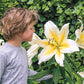 Big Brother Giant Lily Blooms Species Growing Bonsai Bulbs Roots Rhizomes Corms Tubers Potted Planting Reblooming Fragrant Garden Flower Seeds Plant