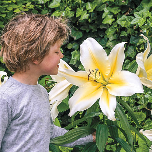 Big Brother Giant Lily Blooms Species Growing Bonsai Bulbs Roots Rhizomes Corms Tubers Potted Planting Reblooming Fragrant Garden Flower Seeds Plant