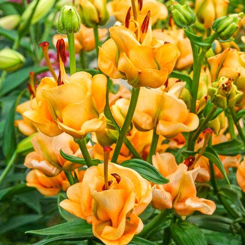 Apricot Fudge Lily Unique Blooms Attract Butterflies Lily Blooms Species Growing Bonsai Bulbs Roots Rhizomes Corms Tubers Potted Planting Reblooming Fragrant Garden Flower Seeds Plant