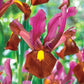 Red Ember Dutch Iris Carefree Iris in Hot Colors Perennial Iris Species Growing Bonsai Bulbs Roots Rhizomes Corms Tubers Potted Planting Reblooming Fragrant Garden Flower Seeds Plant