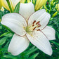 Eyeliner Lily Blooms Species Growing Bonsai Bulbs Roots Rhizomes Corms Tubers Potted Planting Reblooming Fragrant Garden Flower Seeds Plant