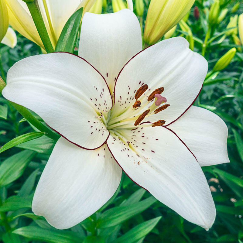 Eyeliner Lily Blooms Species Growing Bonsai Bulbs Roots Rhizomes Corms Tubers Potted Planting Reblooming Fragrant Garden Flower Seeds Plant