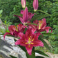 Bacardi Oriental Hybrid Lily Blooms Species Growing Bonsai Bulbs Roots Rhizomes Corms Tubers Potted Planting Reblooming Fragrant Garden Flower Seeds Plant