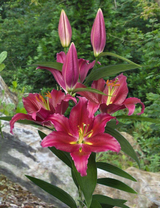 Bacardi Oriental Hybrid Lily Blooms Species Growing Bonsai Bulbs Roots Rhizomes Corms Tubers Potted Planting Reblooming Fragrant Garden Flower Seeds Plant