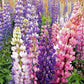 Perennial Russells Lupine Flower Seed Mix for Planting