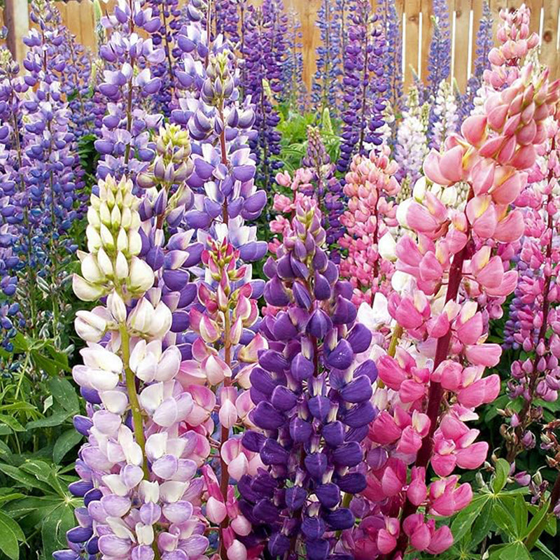 Perennial Russells Lupine Flower Seed Mix for Planting