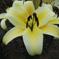 Felino Orienpet Hybrid Lily Blooms Species Growing Bonsai Bulbs Roots Rhizomes Corms Tubers Potted Planting Reblooming Fragrant Garden Flower Seeds Plant