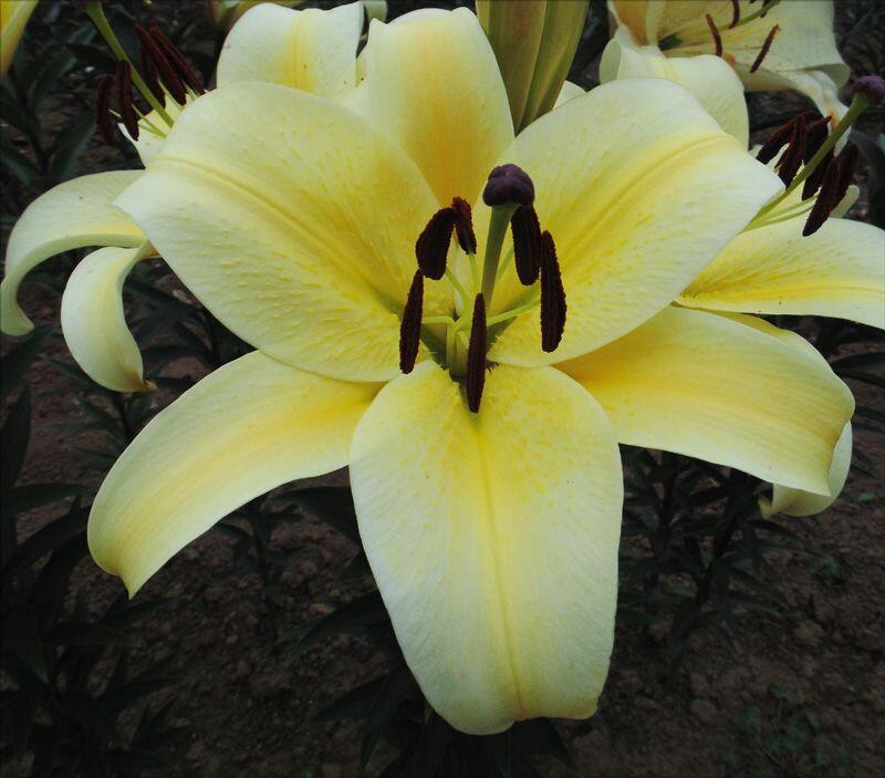 Felino Orienpet Hybrid Lily Blooms Species Growing Bonsai Bulbs Roots Rhizomes Corms Tubers Potted Planting Reblooming Fragrant Garden Flower Seeds Plant