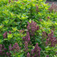 Basil, Batik