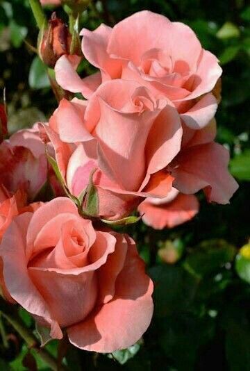 Salmon Rose Seedlings Flower Seeds Perennial Growing Bonsai Corms Tubers Potted Planting Reblooming Fragrant Garden Roots Rhizomes Species Blooms Plant Bulbs Gardening Tree