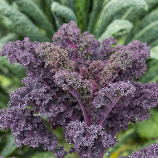 Scarlet Kale Seeds for Planting Garden Vegetable