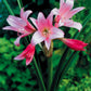 Belladonna Amaryllis Hippeastrum Blooms Species Growing Bonsai Bulbs Roots Rhizomes Corms Tubers Potted Planting Reblooming Fragrant Garden Flower Seeds Plant  Size 12-16cm