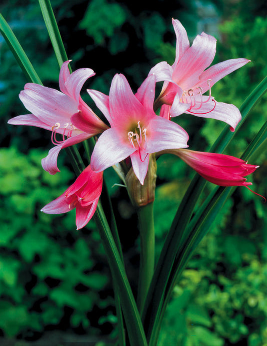 Belladonna Amaryllis Hippeastrum Blooms Species Growing Bonsai Bulbs Roots Rhizomes Corms Tubers Potted Planting Reblooming Fragrant Garden Flower Seeds Plant  Size 12-16cm