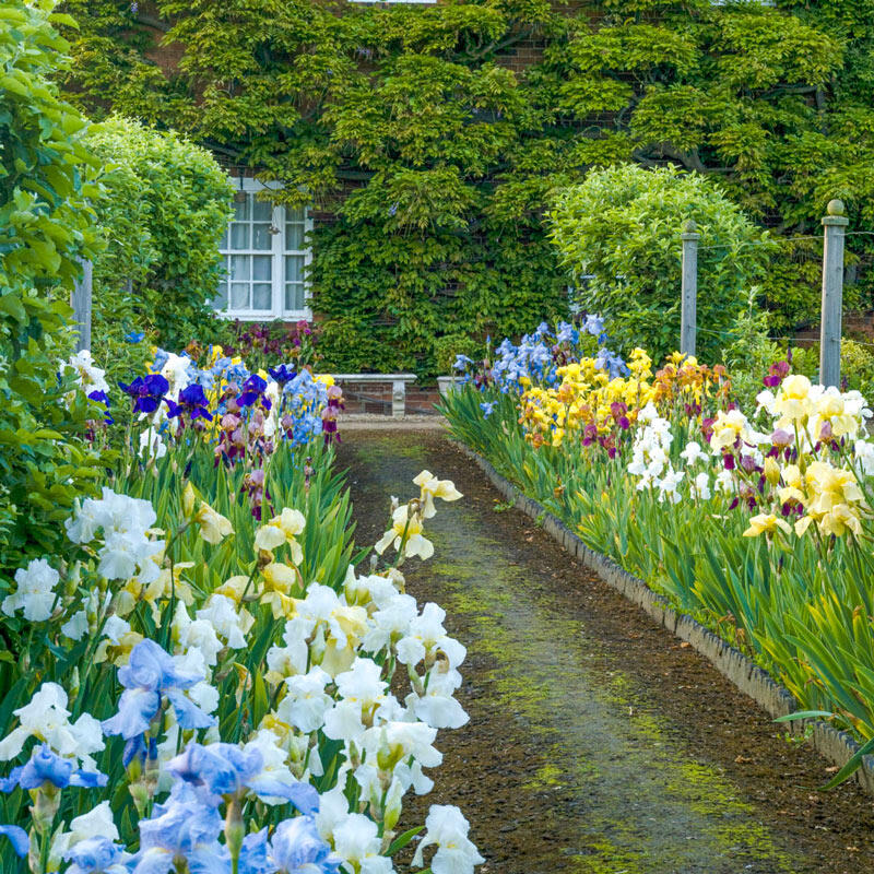 Reblooming Tall Bearded Iris Mixture Species Growing Bonsai Bulbs Roots Rhizomes Corms Tubers Potted Planting Reblooming Fragrant Garden Flower Seeds Plant