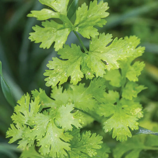 Cilantro, Calypso