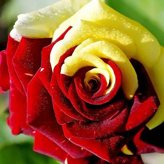 Rare Twin Red Yellow Rose Seeds