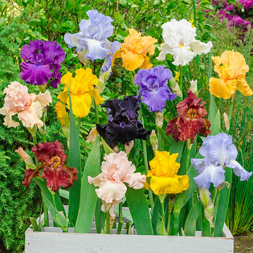 Reblooming German Iris Mix Reblooming Bearded Perennial Garden Decoration Iris species Growing Bonsai Seeds Flower Plant Bulbs Roots Rhizomes Corms Tubers Potted Planting Fragrant