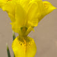 Reticulata Irises Iris Reticulata Var Bakeriana Bearded Iris Species Growing Bonsai Bulbs Roots Rhizomes Corms Tubers Potted Planting Reblooming Fragrant Garden Flower Seeds Plant